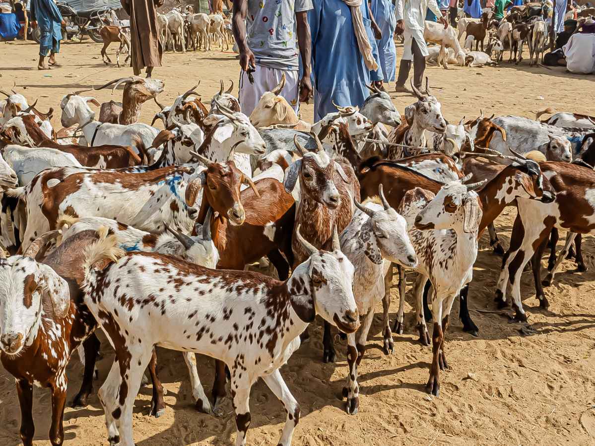 Mauritanie 3